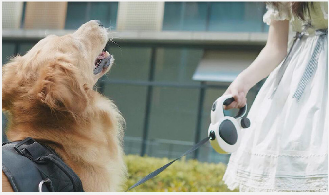 酷迪资讯|搜救犬二驴爆红网络